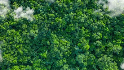 A green forest from above.